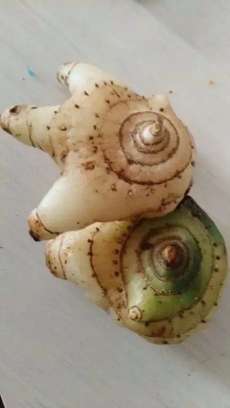 白芨种苗多少钱一公斤