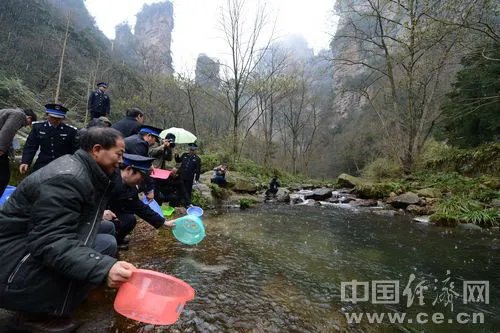 张家界大鲵的介绍