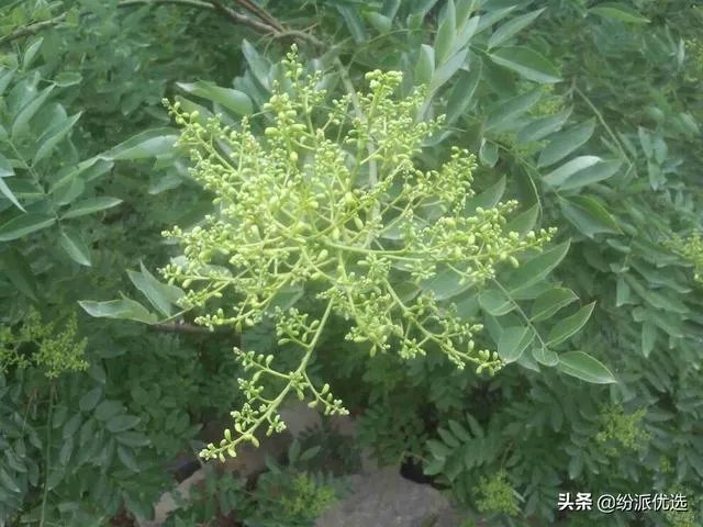 槐米都有什么作用？