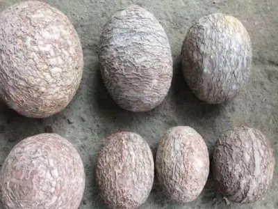 江西工地挖出恐龙蛋化石看看网友是怎么评论