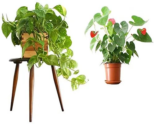 室内装修污染的误区 室内装修污染的治理方法