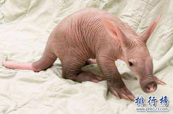 世界上最恐怖兔子：肿瘤兔(脸上长满黑色肿瘤)