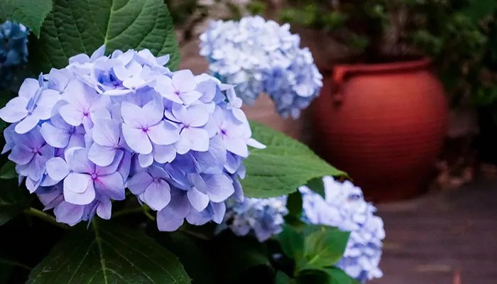 鲜花插在可乐中能延长花期吗