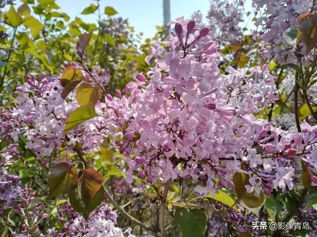 今年五一天津人能跨省旅游吗？