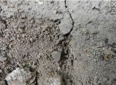 30年的蚁后竟长这样你一定没见过（图）