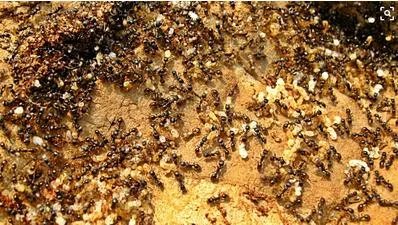 30年的蚁后竟长这样你一定没见过（图）