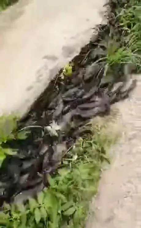 鱼跳上岸是什么征兆