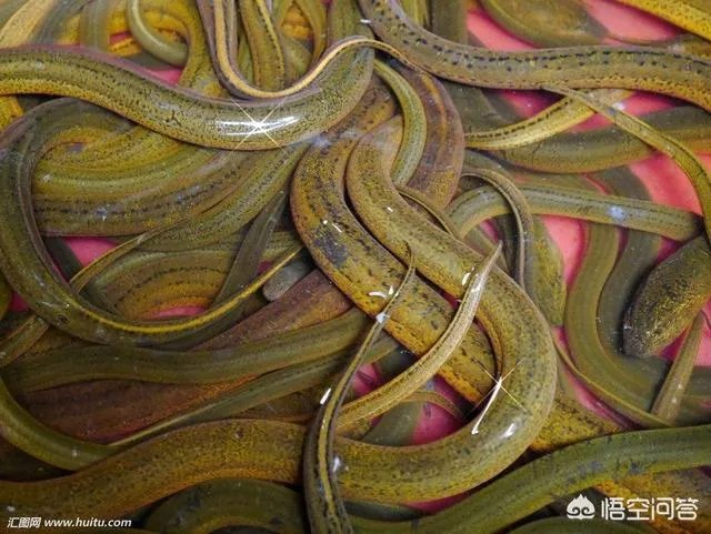 黄鳝头到底能不能吃？为什么？