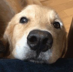 狗狗可以有多粘人？