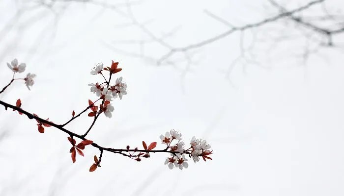 匆匆课文主要内容20字