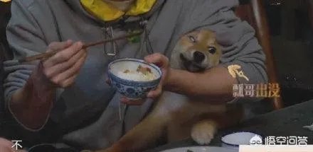 为什么《向往的生活》里柴犬“瓢哥”最火？