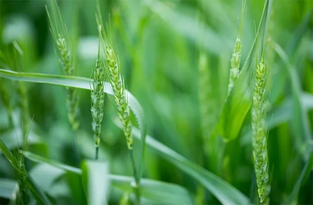 小满节气如何养生 小满养生食谱大全