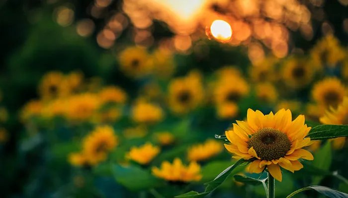 广州景点南沙百万葵园门票 南沙百万葵园门票多少钱