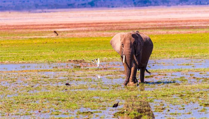 大象怀孕几个月生小象 大象的寿命有多少年