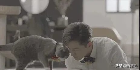 你知道哪些明星，在家养有什么样的宠物呢？