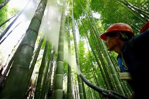 云南千亩竹林遭竹蝗啃食，应该如何防范竹蝗入侵？