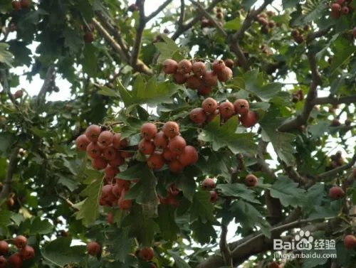 三渣树的养殖方法