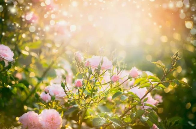 好心情的句子短句唯美 一句话形容心情特别好