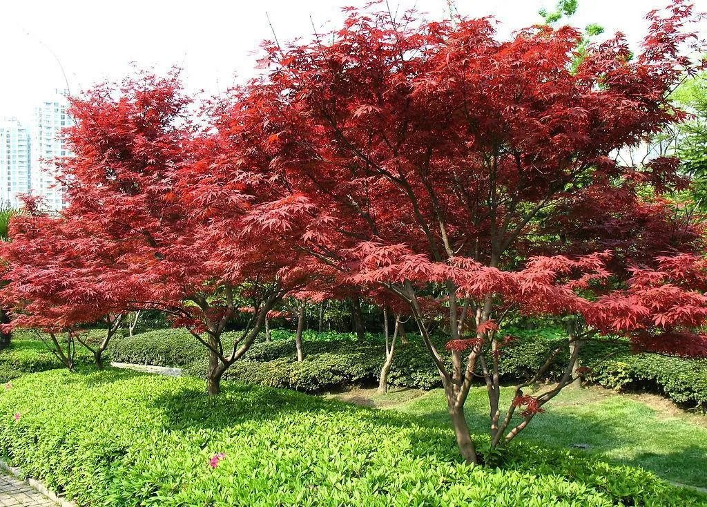 四季红枫的特点是什么？