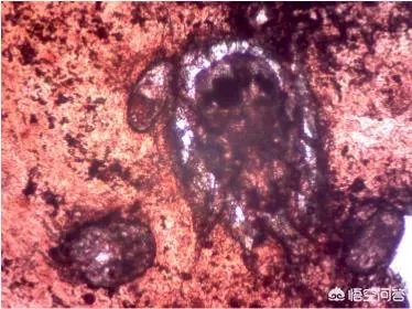 狗狗有耳螨怎么处理？给狗狗滴耳朵很反抗？