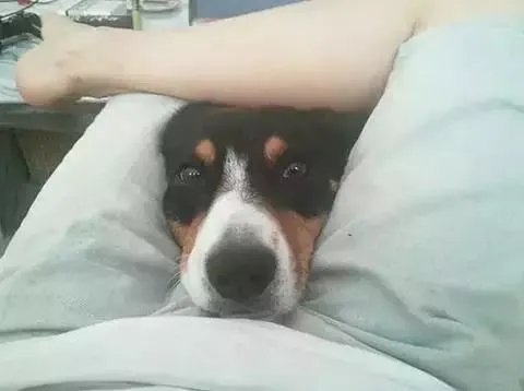 狗狗可以有多粘人？