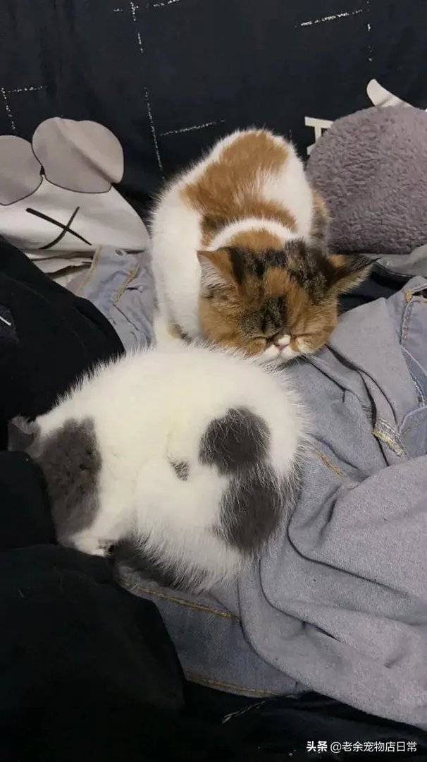 第一次养猫,是加菲猫,还是幼猫,请问有什么注意事项吗,详细一点,还是学生东西尽量平价一点谢谢啦?