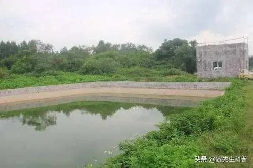 鱼跳上岸是什么征兆