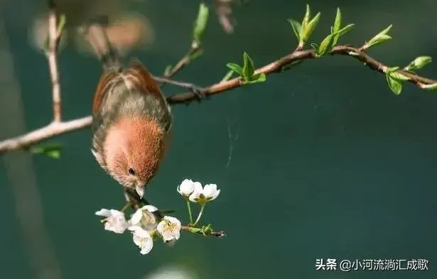 您认为中医药的进一步发展应从哪个方面入手？