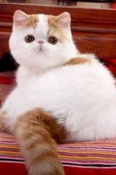 第一次养猫,是加菲猫,还是幼猫,请问有什么注意事项吗,详细一点,还是学生东西尽量平价一点谢谢啦?