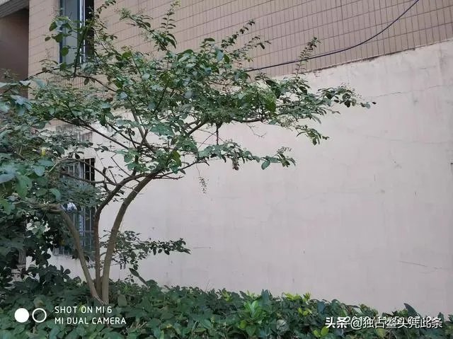 林如海为贾雨村办事，按理说应该找袭爵的贾赦，为何找的是贾政？