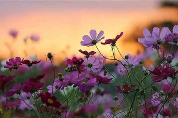 好听又好记的微信账号