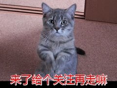 狗狗可以有多粘人？