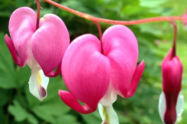 小狗又蹦又跳,鲜花什么