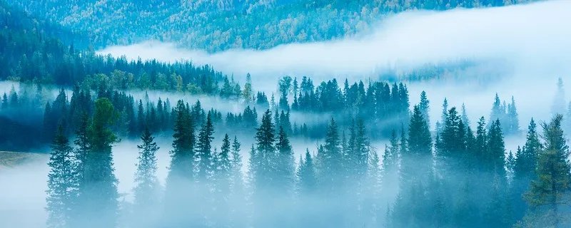 我国发现迄今最早远古森林