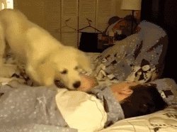 狗狗可以有多粘人？