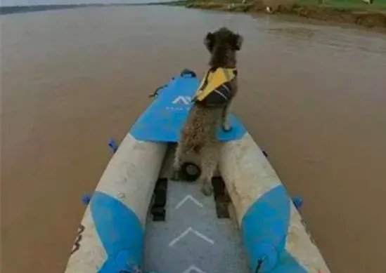 对于“90后小伙一人一狗黄河漂流38天”，网友怎么看？