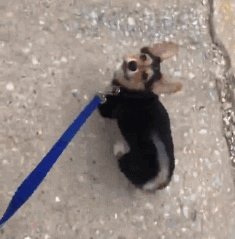 狗狗可以有多粘人？