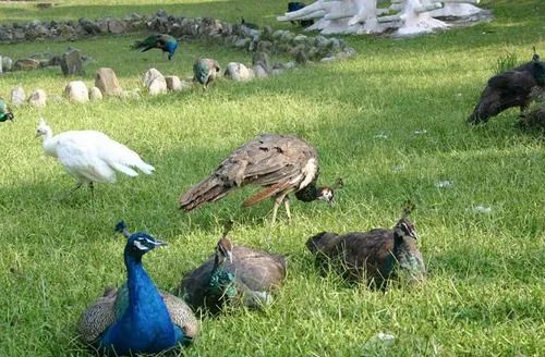 台湾日月潭游玩攻略
