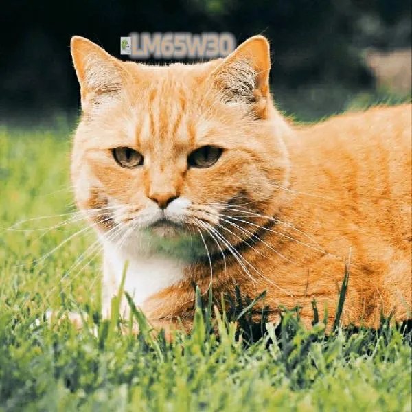 可以球球我和我的四个伴舞的资源吗！谢谢姐妹