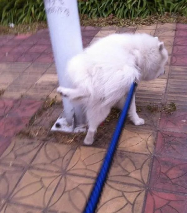 上海一宠物犬小区路灯杆旁撒尿触电死亡，物业该负责吗？