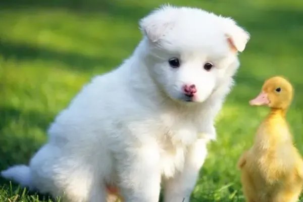 小狗又蹦又跳,鲜花什么