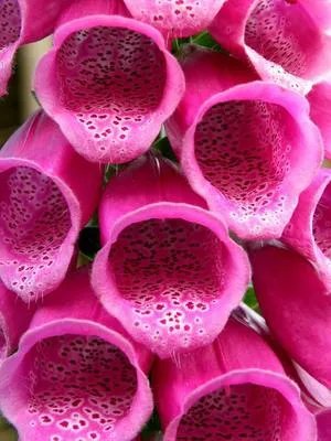 女性阴部长白毛是癌症吗