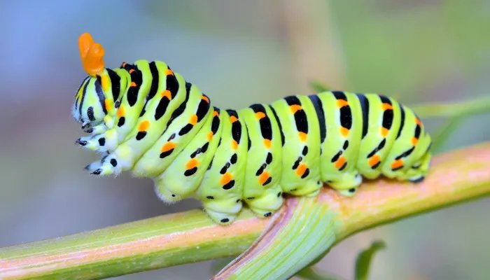 世界上最毒的虫子有哪些 世界上最毒的虫子是什么