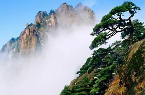 黄山奇松十大名松是什么？