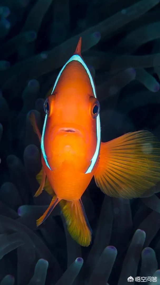 什么叫佛系是什么意思