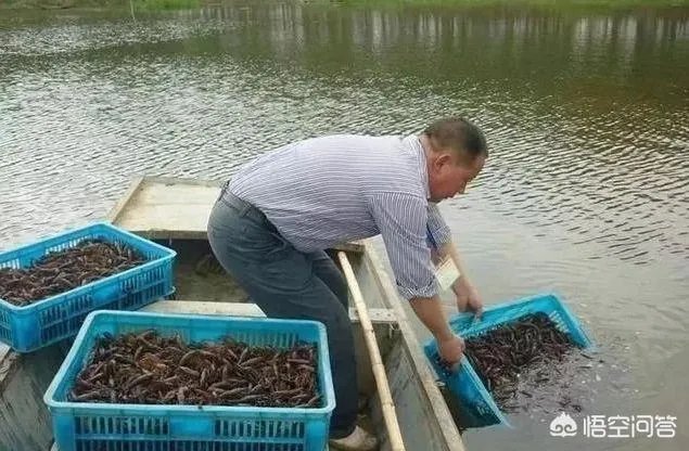 养殖小龙虾大概要准备多少资金?能不能挣钱?