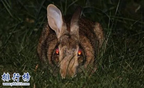 世界上最恐怖兔子：肿瘤兔(脸上长满黑色肿瘤)