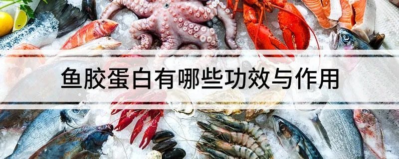 鱼胶蛋白有哪些功效与作用