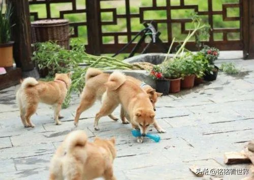 为什么《向往的生活》里柴犬“瓢哥”最火？