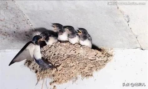 古人讲:“燕子不进愁家门”,是何意?你知道燕子是怎么分辨的吗?
